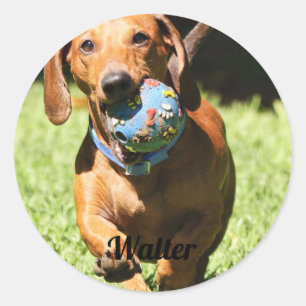 Adesivo Texto e Foto de Pet Personalizados