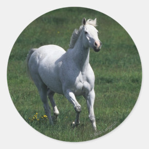 Adesivo Thorpura Mare