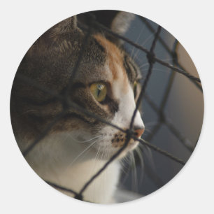 Adesivo Through the Net: A Calico Cat’s Contemplative View