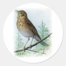 Thrush apoiado pelo Russet