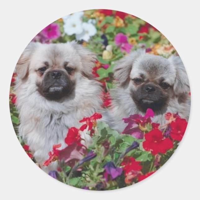 Adesivo Tibetano Spaniel Sticker (Frente)