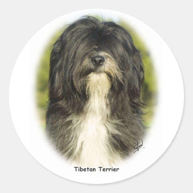 Adesivo Tibetano Terrier (Frente)