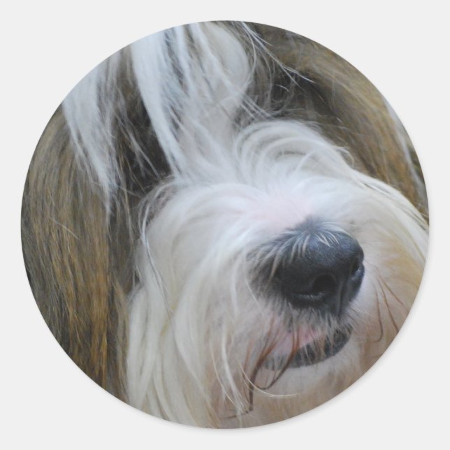 Adesivo Tibetano Terrier Stickers (Frente)