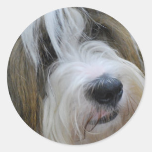 Adesivo Tibetano Terrier Stickers