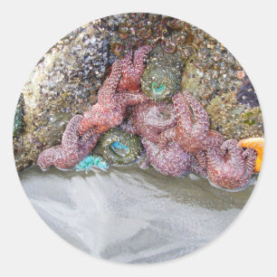 Adesivo Tidal Piscina, Ruby Beach, Olimpiadas National Par