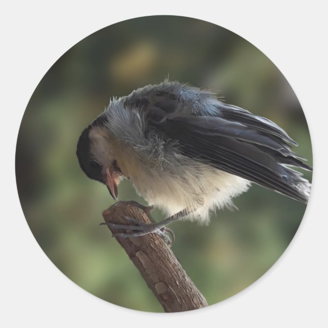 Adesivo Tidi, meu Pássaro, o Parus Major (Frente)