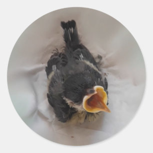 Adesivo Tidi, meu Pássaro, o Parus Major
