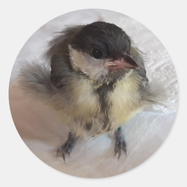 Adesivo Tidi, meu Pássaro, o Parus Major (Frente)