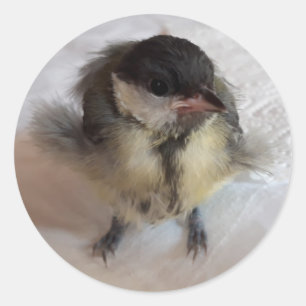 Adesivo Tidi, meu Pássaro, o Parus Major