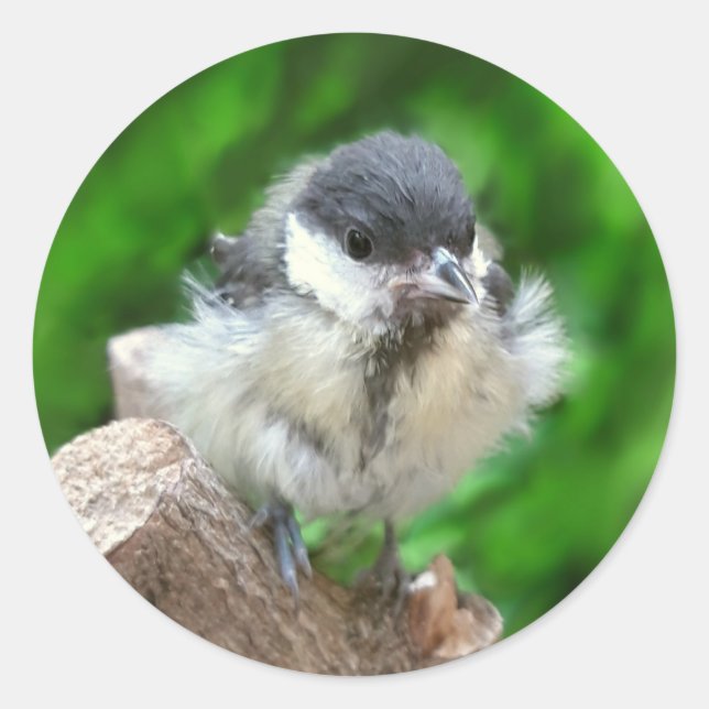 Adesivo Tidi, meu Pássaro, o Parus Major (Frente)