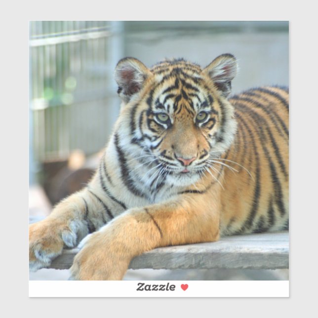 Adesivo Tiger 034 (Folha)