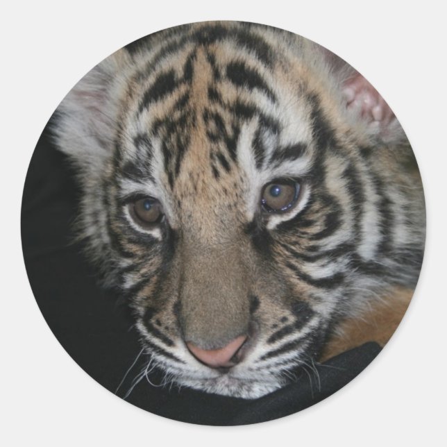 Adesivo Tiger Baby (Frente)
