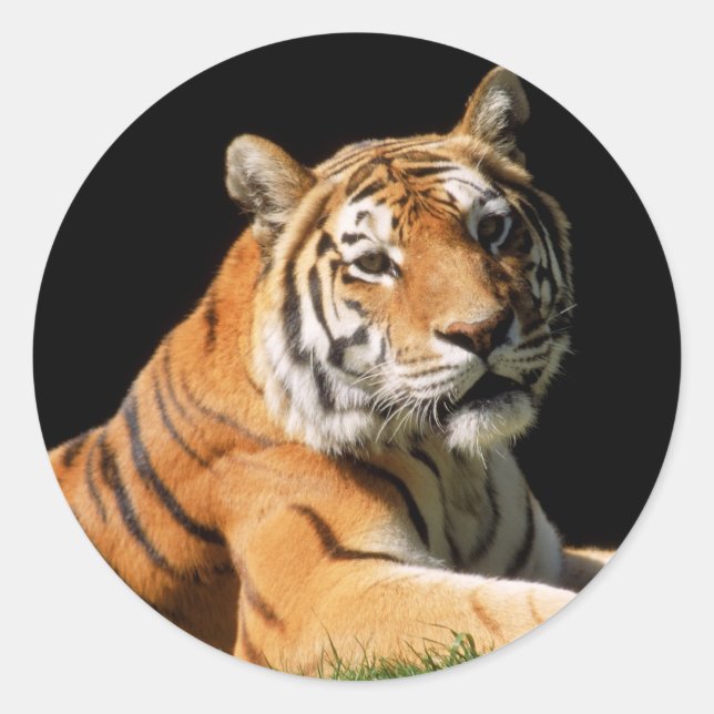 Adesivo Tiger Closeup (Frente)