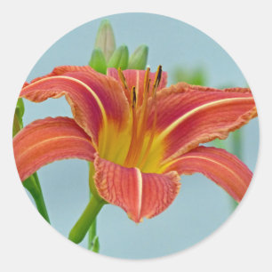 Adesivo Tiger Lily