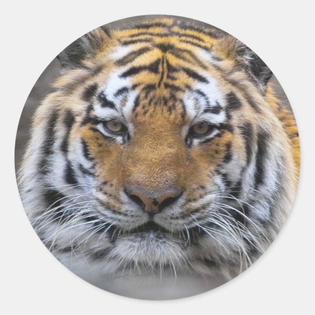 Adesivo Tiger Photo Fog Close Sticker (Frente)