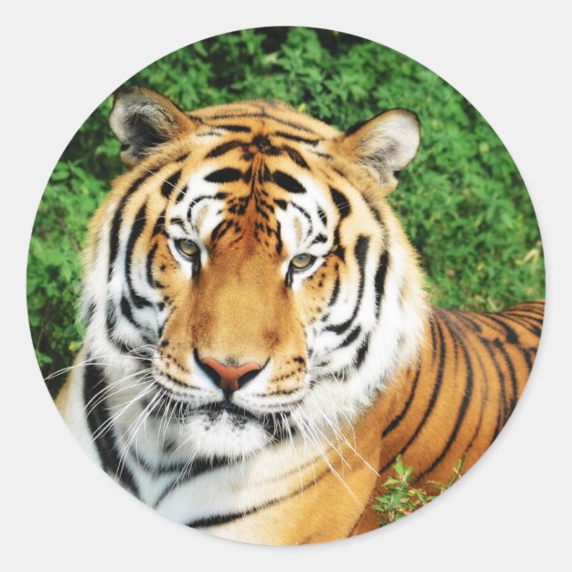 Adesivo Tiger Relaxing (Frente)