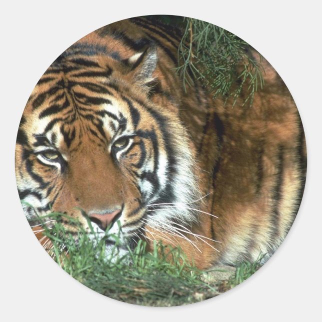 Adesivo Tiger Resting Head Na Anterior (Frente)