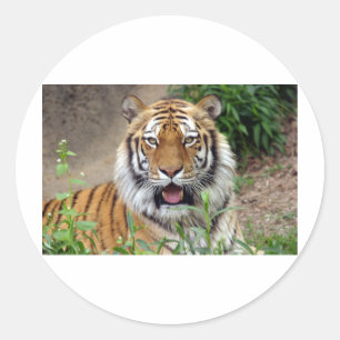 Adesivo Tiger Smile