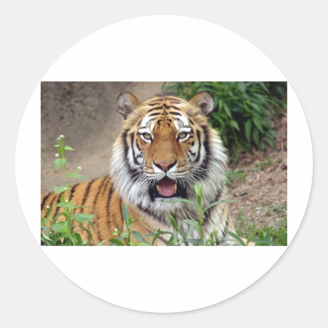 Adesivo Tiger Smile (Frente)