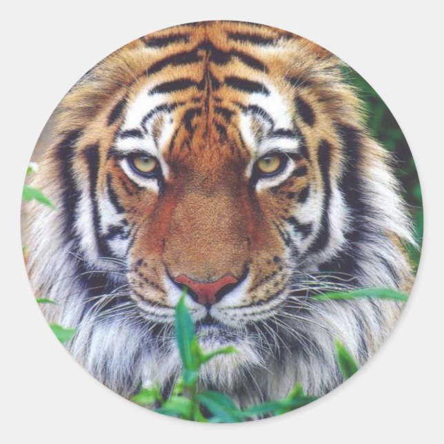 Adesivo Tiger Stare (Frente)