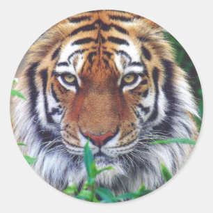 Adesivo Tiger Stare