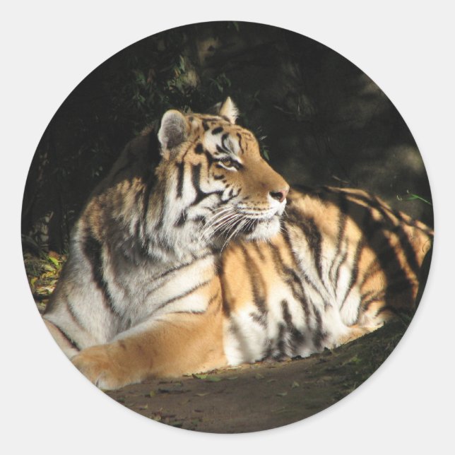 Adesivo Tiger Sticker (Frente)