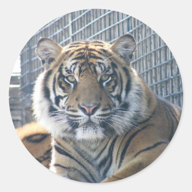 Adesivo Tiger Sticker (Frente)