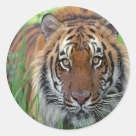 Adesivo Tigre