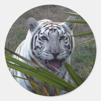 Adesivo Tigre branco_6170e