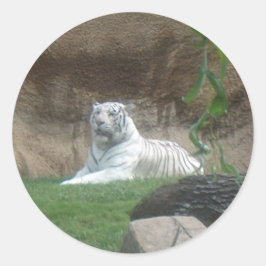 Adesivo Tigre Branco Basking