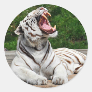 Adesivo Tigre Branco, Vinheta Tigre Bengala