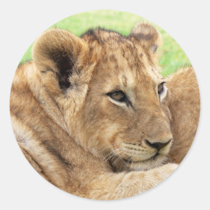 Adesivo Tigre de bebê