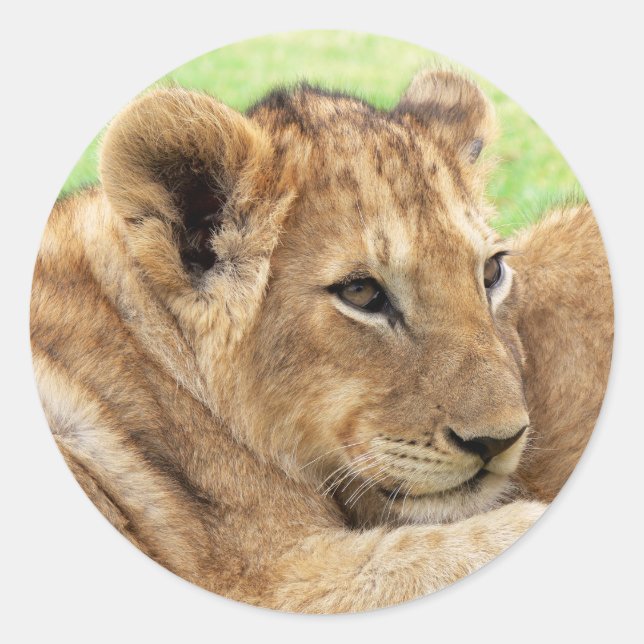 Adesivo Tigre de bebê (Frente)