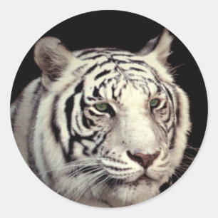 Adesivo Tigre de Bengal branco