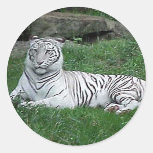 Adesivo Tigre de Bengal branco