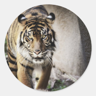 Adesivo Tigre de Sumatran