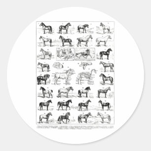 Adesivo Tipos De Vintagem De Cavalos Ridi