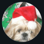 Adesivo Tired Christmas Shih Tzu<br><div class="desc">Creme e branco Shih Tzu,  vestido de todas as festividades de Natal,  se refuga de todas as atividades sob papel de embrulho de Natal enquanto ainda veste seu adesivo de Natal para o Papai Noel</div>