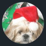 Adesivo Tired Christmas Shih Tzu<br><div class="desc">Creme e branco Shih Tzu,  vestido de todas as festividades de Natal,  se refuga de todas as atividades sob papel de embrulho de Natal enquanto ainda veste seu adesivo de Natal para o Papai Noel</div>