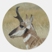 Tiro de Perfil da Cabeça de Antílope A4