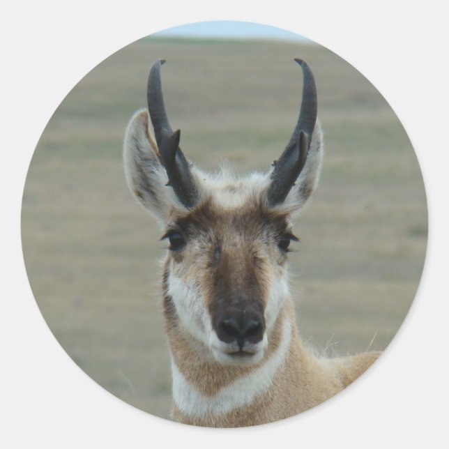 Adesivo Tiro na Cabeça de Antilope A30 (Frente)
