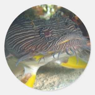 Adesivo Toadfish esplêndido