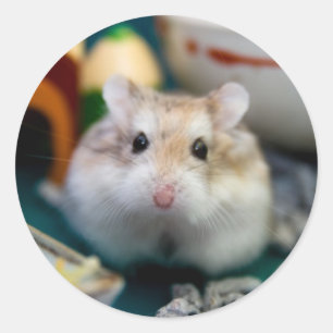 Adesivo Tofu, o Hamster
