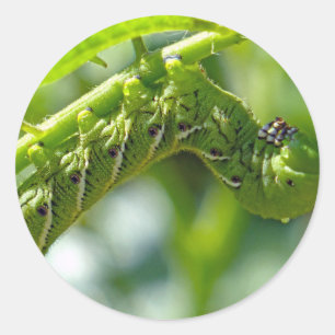 Adesivo Tomato Hornworm