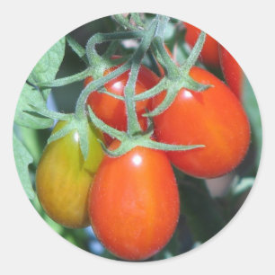 Adesivo Tomatoe crescente