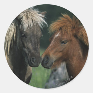 Adesivo Toque diminuto dos cavalos