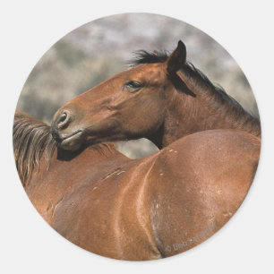 Adesivo Toque selvagem dos cavalos do mustang