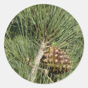 Adesivo Torrey Pine Closeup California Botanical