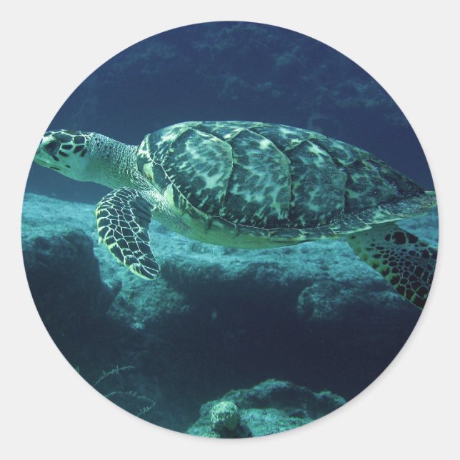 Adesivo Tortuga (Frente)