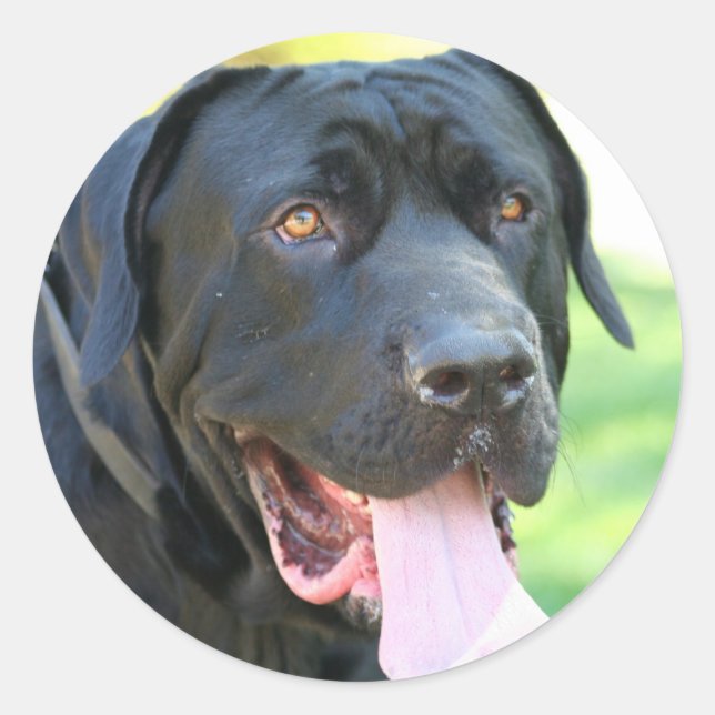 Adesivo Tosa Inu Dog (Frente)